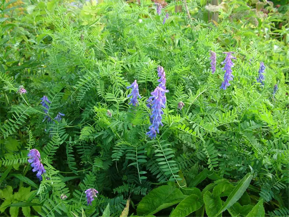 Nodulator Hairy Vetch: field photo