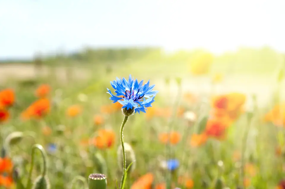 Northeast Wildflower Seed Mix: field photo