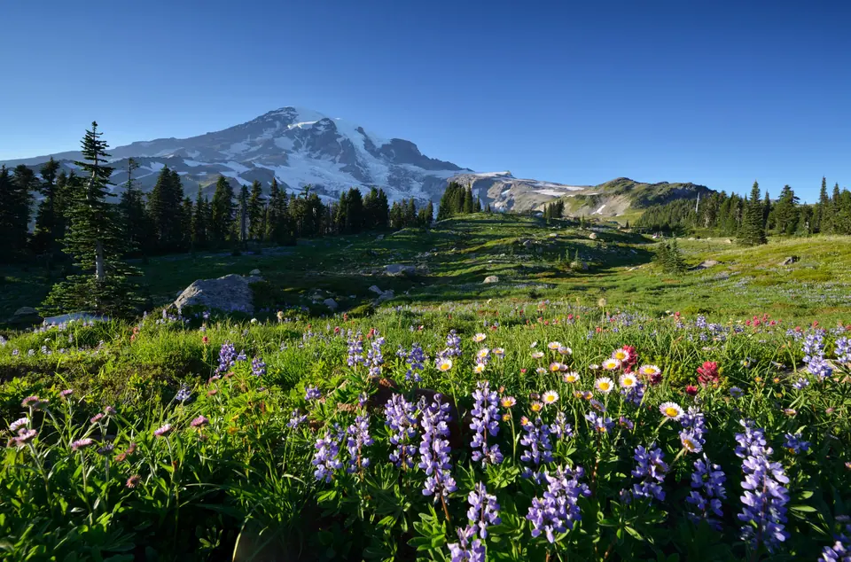 Pacific Northwest Wildflower Seed Mix: field photo