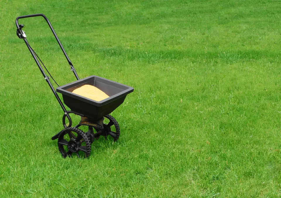 Overseed Mix: field photo
