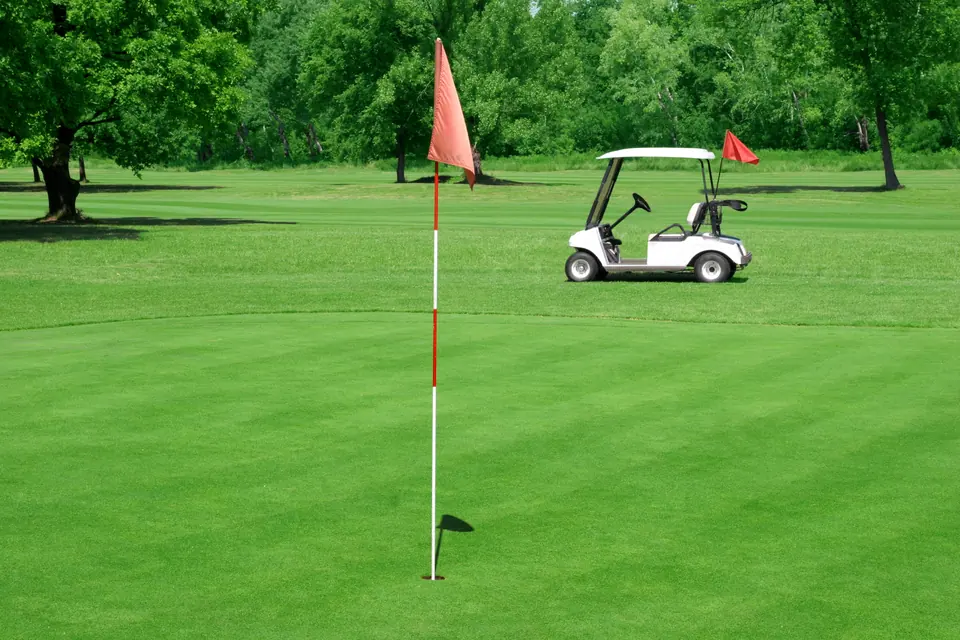 Penncross Creeping Bentgrass: field photo