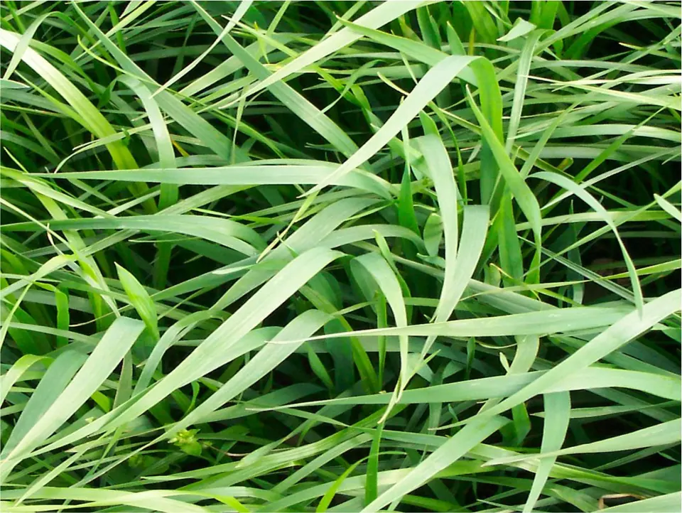 Piper Sudangrass: field photo