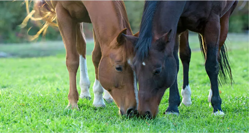 Professionals Choice Horse Pasture Mix: Professionals Choice Economy Pasture Mix