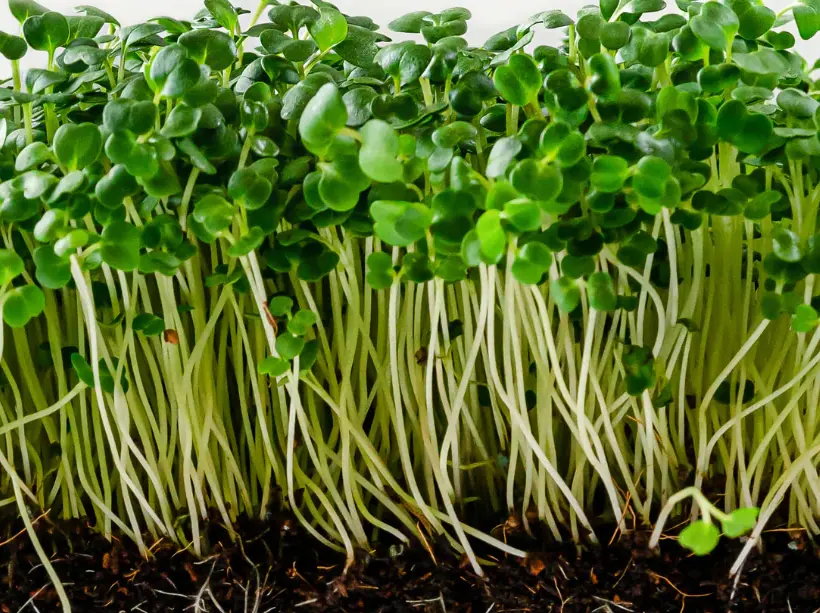 Purple Top Turnip Non-GMO Sprouting Seeds: field photo