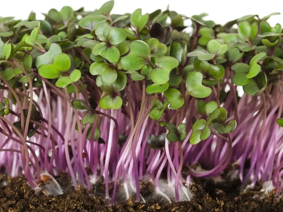 Red Acre Cabbage Non-GMO Sprouting Seeds: field photo
