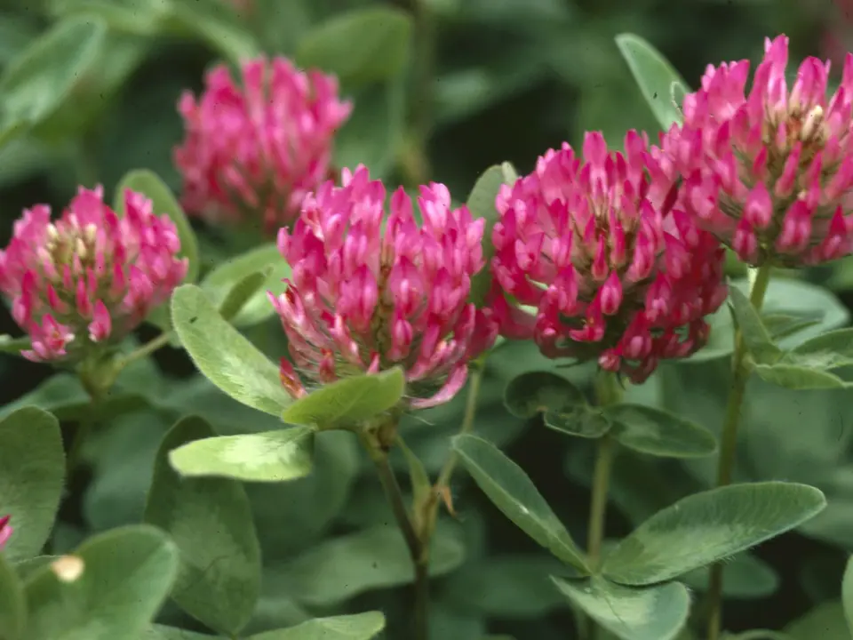 Red Clover Non-GMO Sprouting Seeds: field photo