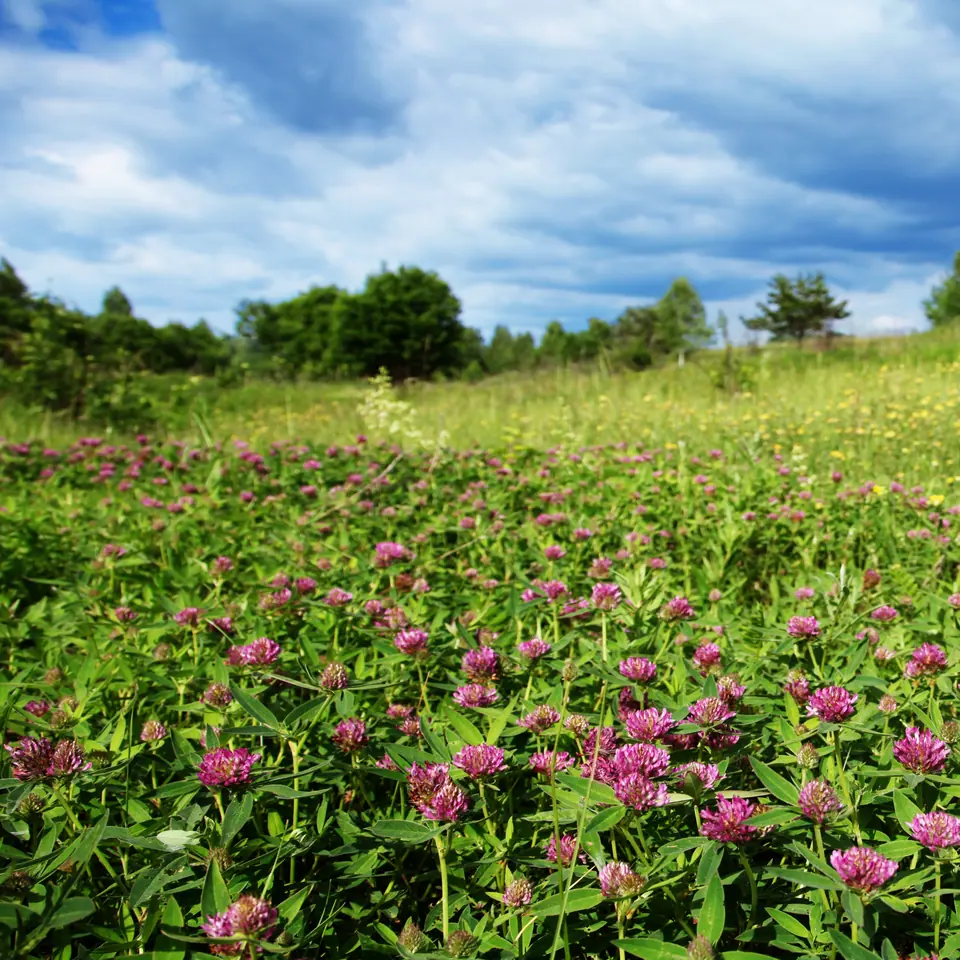 Red Clover: field photo
