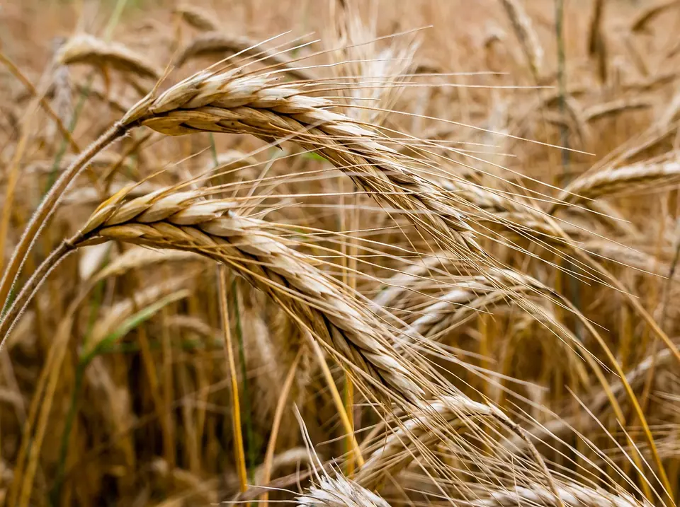 Rye Non-GMO Sprouting Seeds: field photo