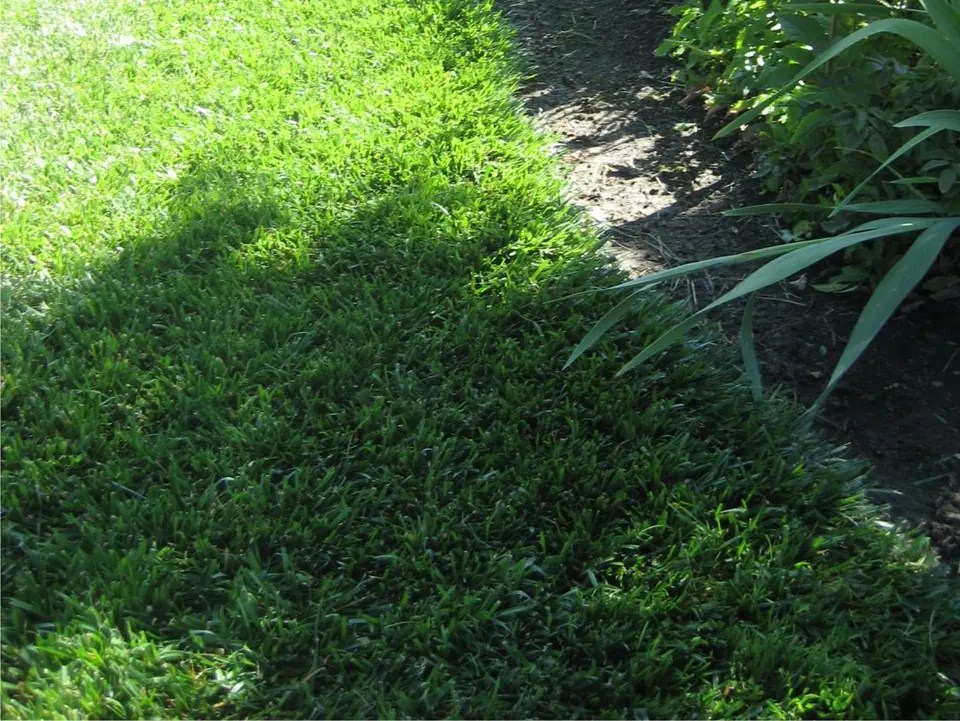Savage Tall Fescue: field photo