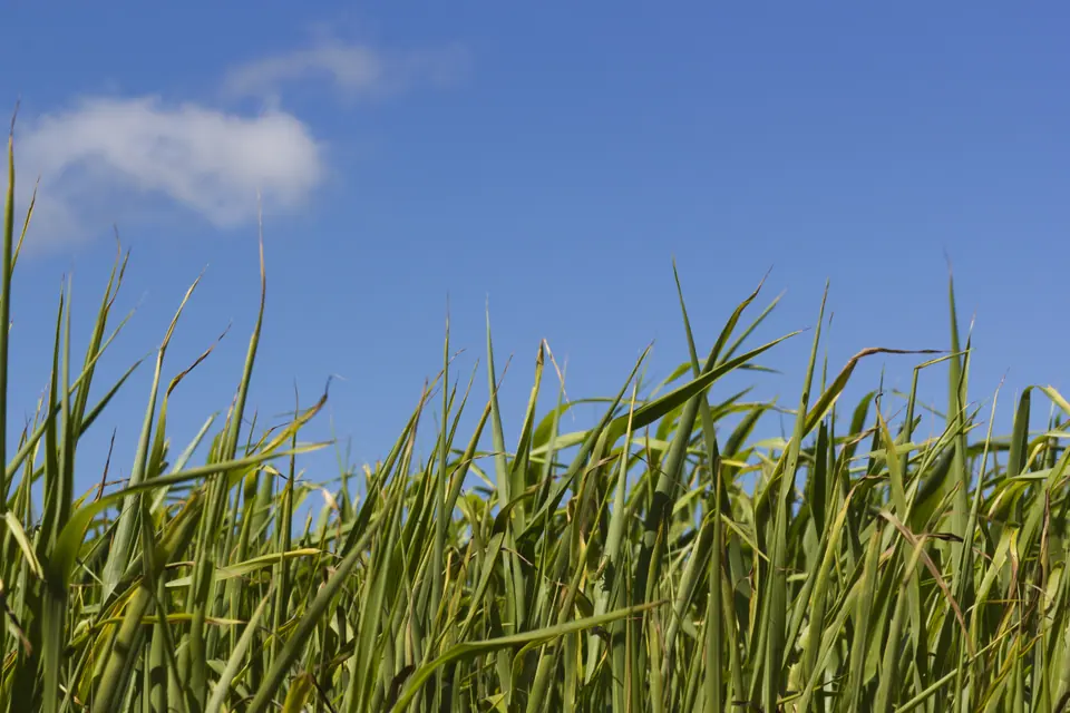 Sorghum Sudan – Hybrid: field photo