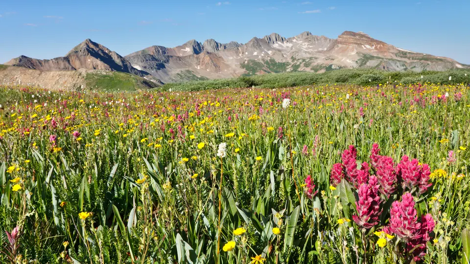Southwest Wildflower Seed Mix: field photo