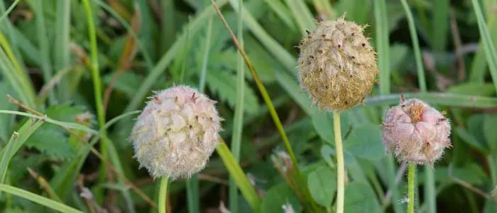 Strawberry Clover: field photo