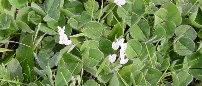 Subterranean Clover: field photo