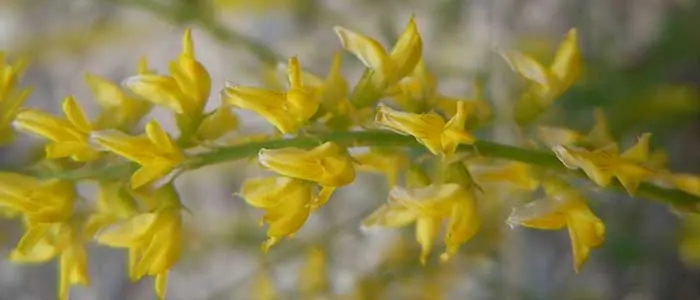 Yellow Sweet Clover: field photo