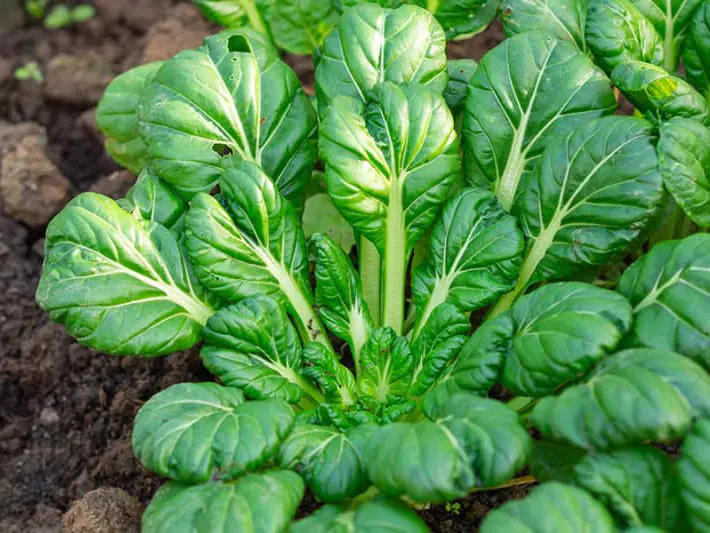 Tatsoi Non-GMO Sprouting Seeds: field photo