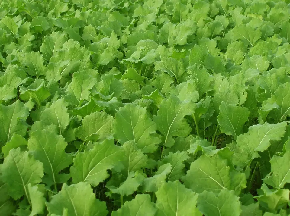 Seven Top Turnip Non-GMO Sprouting Seeds: field photo