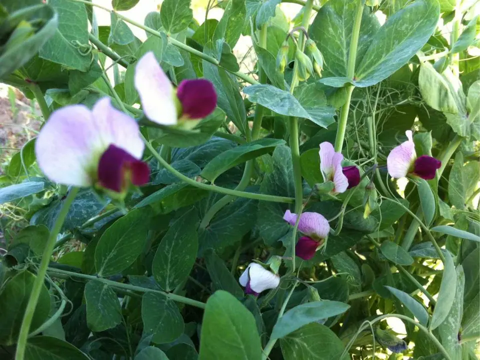 TR107 Peas: field photo