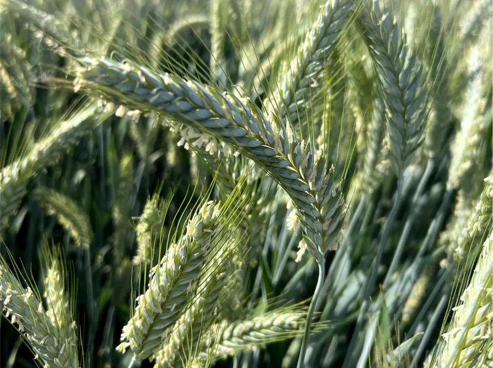 Triticale Non-GMO Sprouting Seeds: field photo