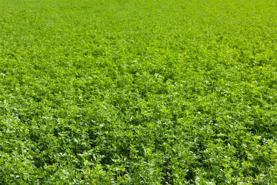 Vernal Alfalfa: field photo