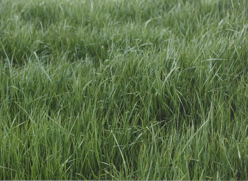Fojtan Festulolium: Vivacious Tetraploid Annual Ryegrass
