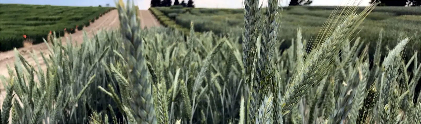 Wheat heads in front of rows of variety trial plots