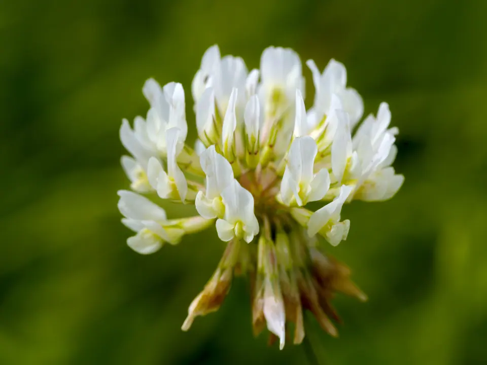 White Dutch Clover: field photo